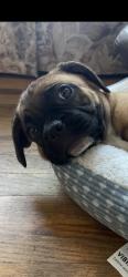 Reunited Female Dog last seen Cll Del Norte, Irwindale, CA 91706, USA, Irwindale, CA 91706
