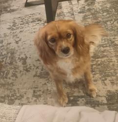 Reunited Female Dog last seen Wright drive and Norway st. Mechanicsburg, Mechanicsburg, PA 17055