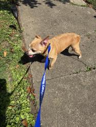 Found/Stray Unknown Dog last seen 11th Ave, Leesburg, FL 34748