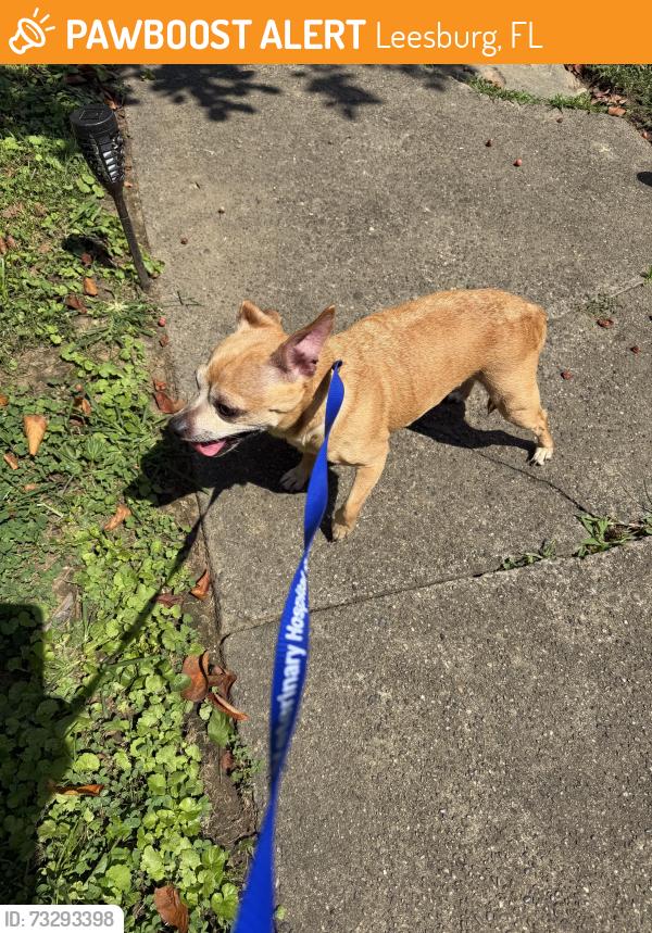 Found/Stray Unknown Dog last seen 11th Ave, Leesburg, FL 34748