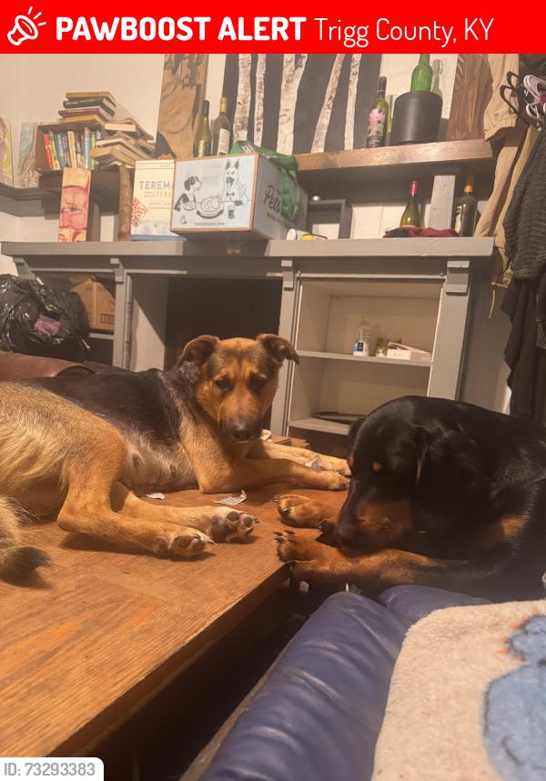 Lost Female Dog last seen Old Dover rd, Trigg County, KY 42211