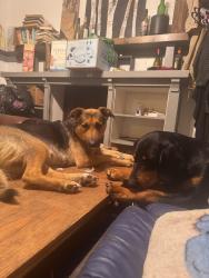 Lost Female Dog last seen Old Dover rd, Trigg County, KY 42211