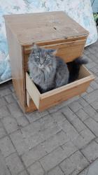 Found/Stray Unknown Cat last seen W buckeye road, Phoenix, AZ 85009