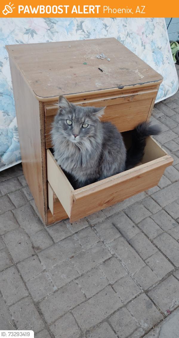 Found/Stray Unknown Cat last seen W buckeye road, Phoenix, AZ 85009