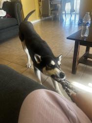 Reunited Male Dog last seen Near outer Hesperia, San Bernardino County, CA 92345