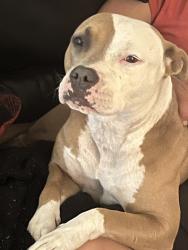 Lost Female Dog last seen South Tulsa, Tulsa, OK 74136