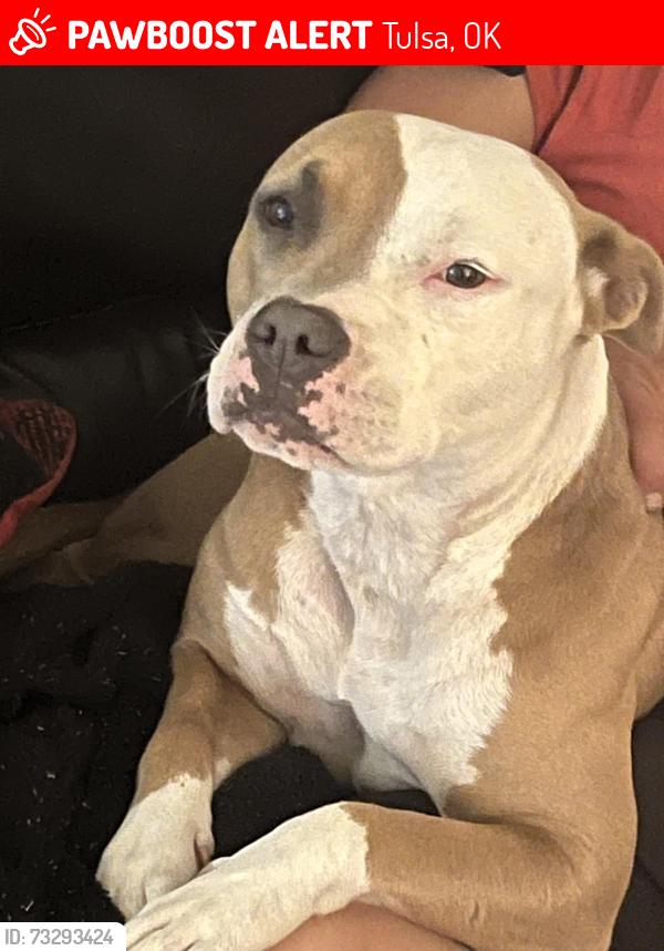 Lost Female Dog last seen South Tulsa, Tulsa, OK 74136