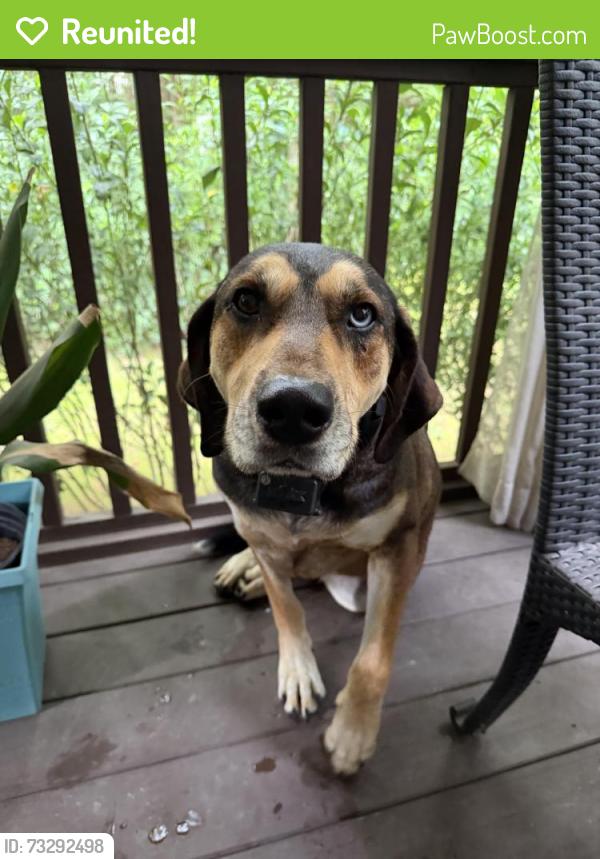 Reunited Male Dog last seen Near Harold Latta Rd, Hillsborough, Hillsborough, NC 27278