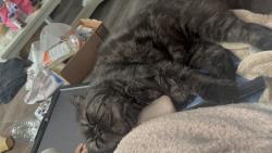 Reunited Male Cat last seen Near Harwood St, San Diego, CA 92154, EE. UU., San Diego, CA 92154