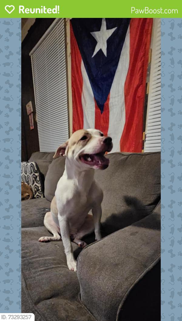 Reunited Female Dog last seen Storer ave, Cleveland, OH 44102
