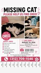 Reunited Male Cat last seen Berteau Ave, Chicago, IL 60613