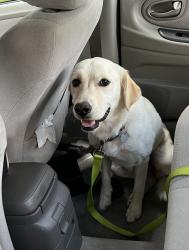 Reunited Female Dog last seen Lynn Dee and Woodbriar, Winston-Salem, NC 27106