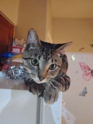 Lost Male Cat last seen Southwest pkwy, College Station, TX 77840