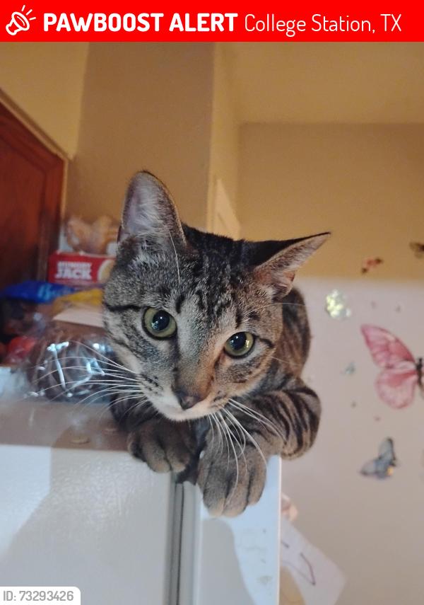 Lost Male Cat last seen Southwest pkwy, College Station, TX 77840