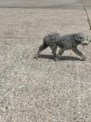 Found/Stray Male Dog last seen South of NE 12th and Eastern, Moore, OK 73160