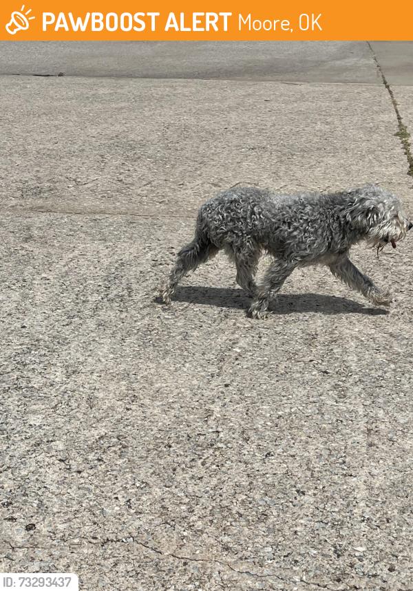 Found/Stray Male Dog last seen South of NE 12th and Eastern, Moore, OK 73160