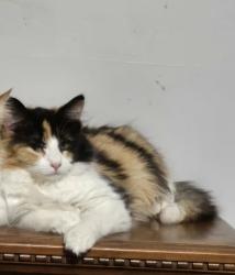 Reunited Female Cat last seen Riverview ct erie michigan, Erie, MI 48133