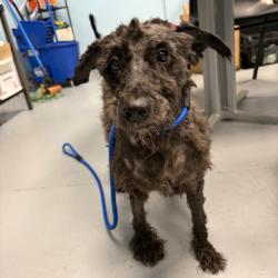 Shelter Stray Male Dog last seen , Animal Care & Control Team of Philly, 111 W Hunting Park Ave, Philadelphia, PA 19140, USA