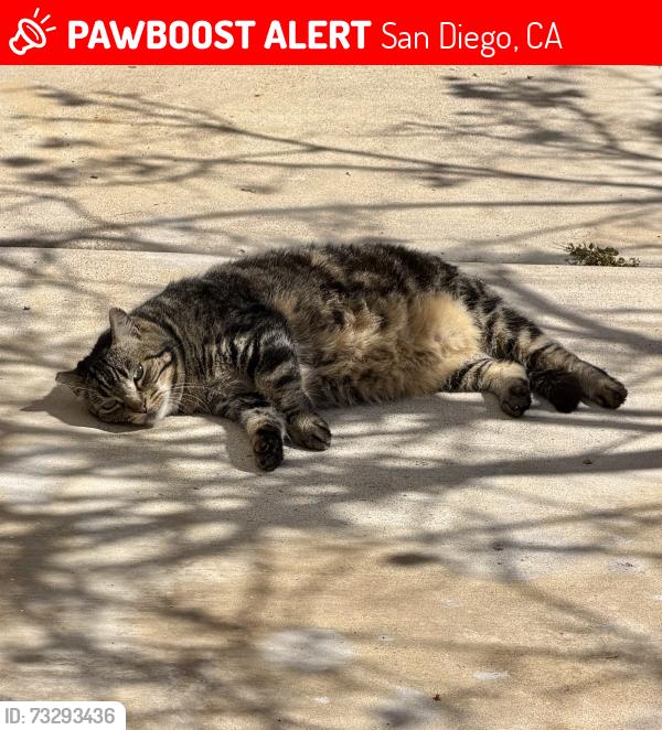 Lost Female Cat last seen Elbert Way or Aquarius Drive, San Diego, CA 92126
