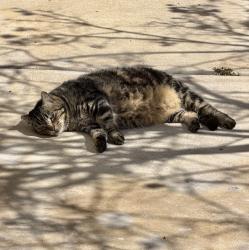 Lost Female Cat last seen Elbert Way or Aquarius Drive, San Diego, CA 92126