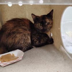 Shelter Stray Female Cat last seen , Animal Care & Control Team of Philly, 111 W Hunting Park Ave, Philadelphia, PA 19140, USA