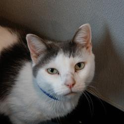 Shelter Stray Male Cat last seen , 3607 N Armenia Ave, Tampa, FL 33607, USA