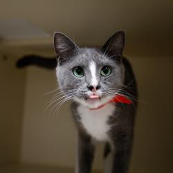 Shelter Stray Female Cat last seen , 3607 N Armenia Ave, Tampa, FL 33607, USA