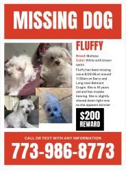 Reunited Female Dog last seen Belmont Ave and Long Ave, Chicago, IL 60639