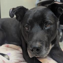 Shelter Stray Male Dog last seen , 361 S Raymond Ave, Pasadena, CA 91105, USA
