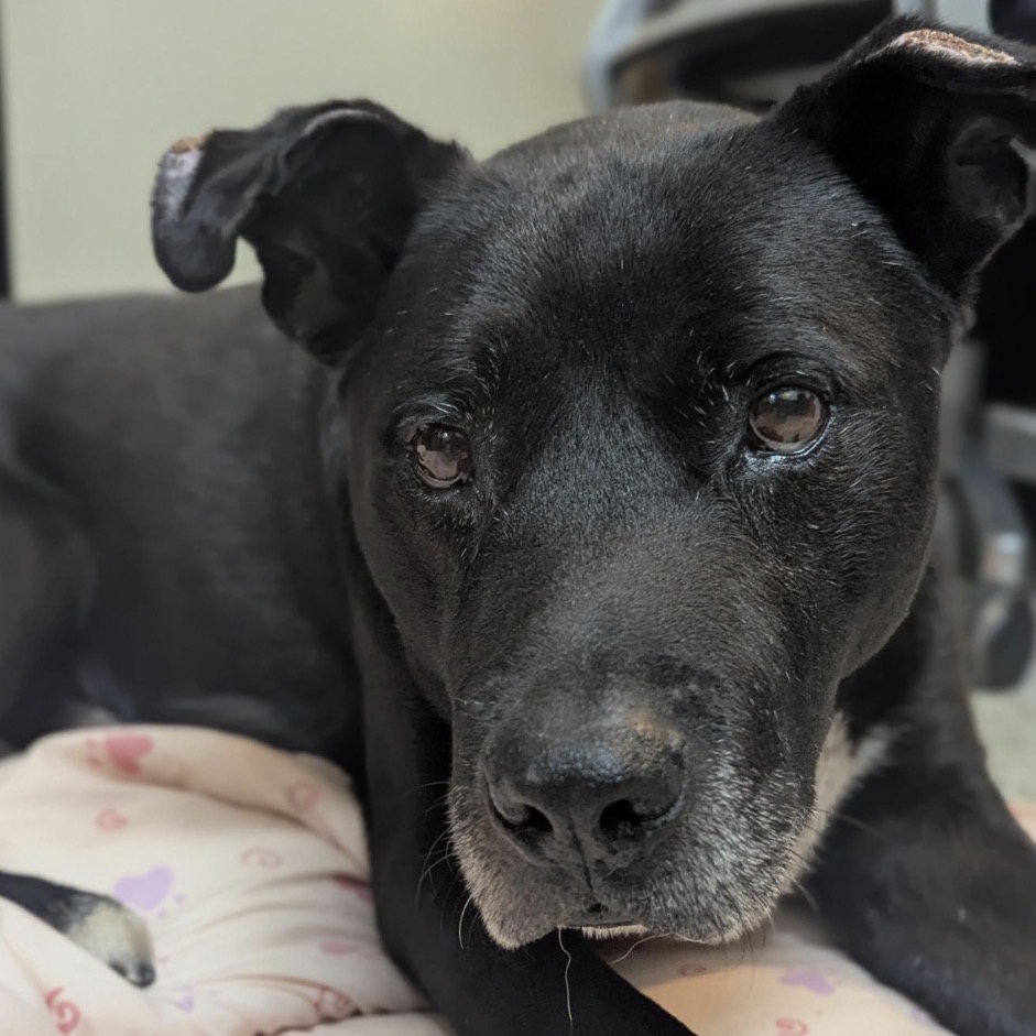 Shelter Stray Male Dog last seen , 361 S Raymond Ave, Pasadena, CA 91105, USA