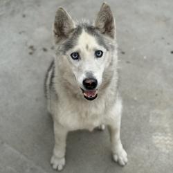 Shelter Stray Male Dog last seen , 361 S Raymond Ave, Pasadena, CA 91105, USA