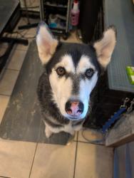 Reunited Male Dog last seen VCA vet hosp, Milliken, CO 80543