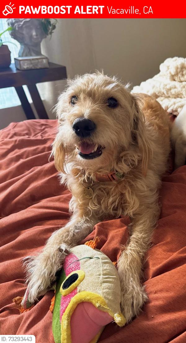 Lost Female Dog last seen At the commons apartments behind the outlets, Vacaville, CA 95687