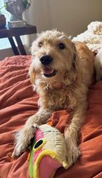 Lost Female Dog last seen At the commons apartments behind the outlets, Vacaville, CA 95687