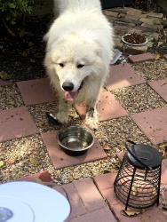 Found/Stray Male Dog last seen Bear Creek and South Hampton Road, Glenn Heights, TX 75154