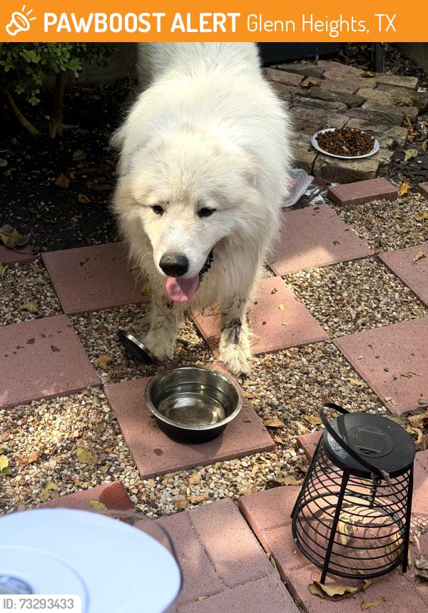 Found/Stray Male Dog last seen Bear Creek and South Hampton Road, Glenn Heights, TX 75154