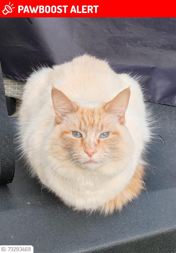 Lost Male Cat last seen Ramillies road, Greater London, England DA15