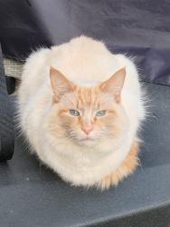 Lost Male Cat last seen Ramillies road, Greater London, England DA15
