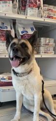 Found/Stray Female Dog last seen Toy Ct. and Romance Place, Temecula, CA 92592