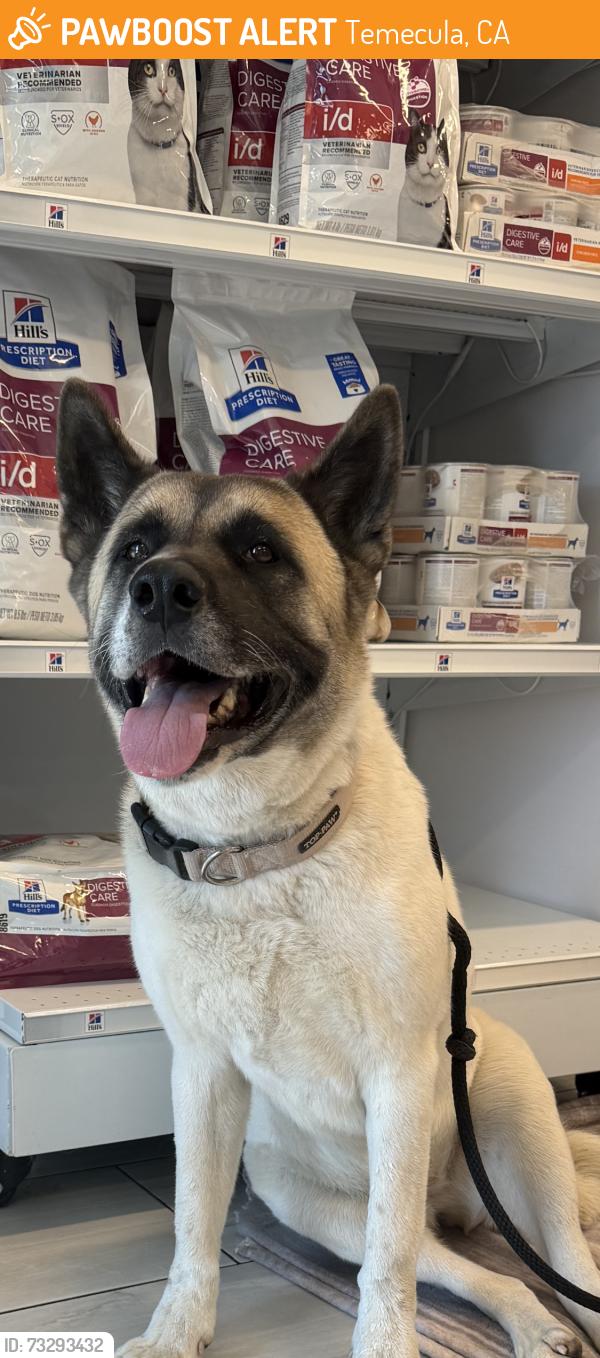 Found/Stray Female Dog last seen Toy Ct. and Romance Place, Temecula, CA 92592