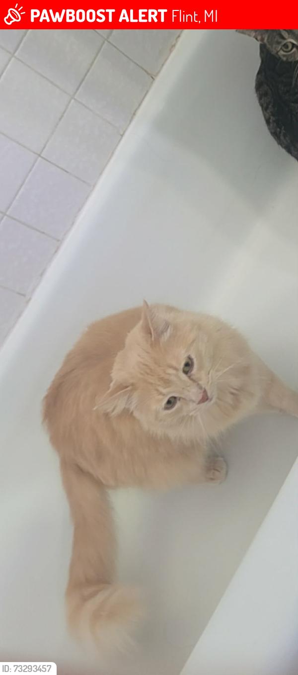 Lost Male Cat last seen Genesee Rd and Hillcrest Cir, Flint, MI 48506