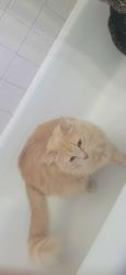 Lost Male Cat last seen Genesee Rd and Hillcrest Cir, Flint, MI 48506
