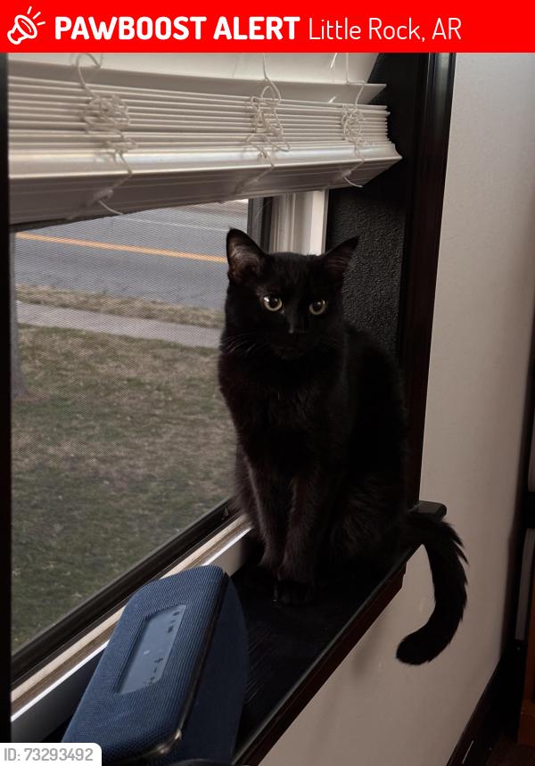 Lost Male Cat last seen 17th & Bragg Little Rock AR, Little Rock, AR 72206