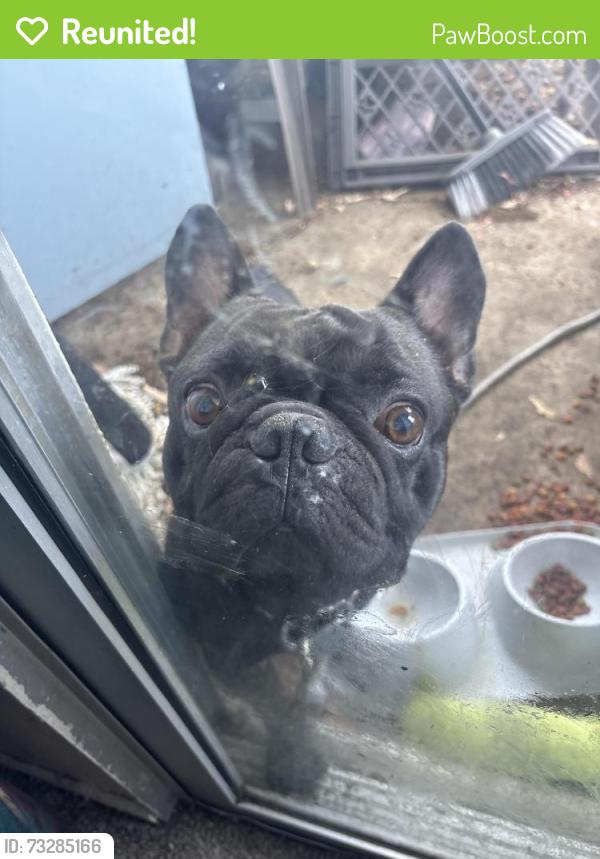 Reunited Male Dog last seen Amar and Azusa, West Covina, CA 91790