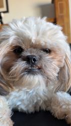 Reunited Male Dog last seen Cactus and reems, Surprise, AZ 85379