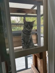 Found/Stray Male Cat last seen Rancho Del Oro, Oceanside, CA 92057