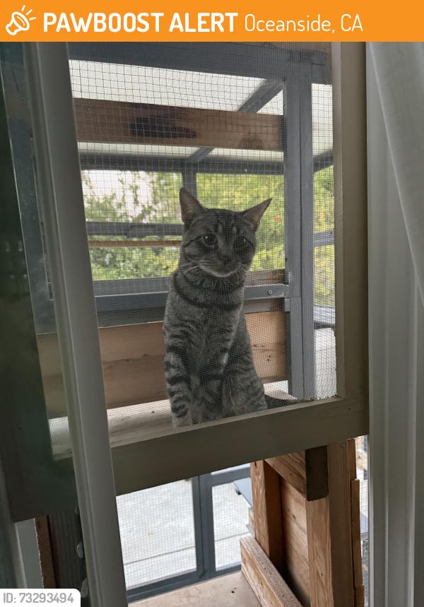 Found/Stray Male Cat last seen Rancho Del Oro, Oceanside, CA 92057