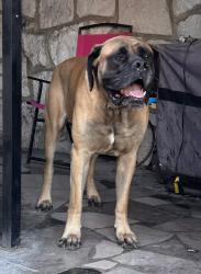 Reunited Male Dog last seen Near Holston dr, Knoxville, TN 37914