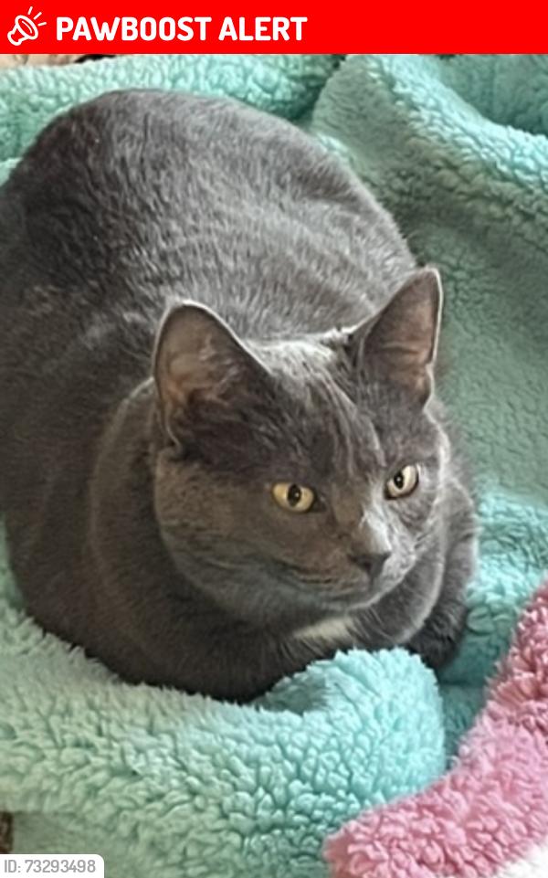 Lost Female Cat last seen Irwin Simpson and Butler Warren, Deerfield Township, OH 45040