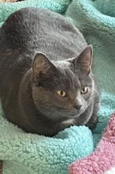 Lost Female Cat last seen Irwin Simpson and Butler Warren, Deerfield Township, OH 45040